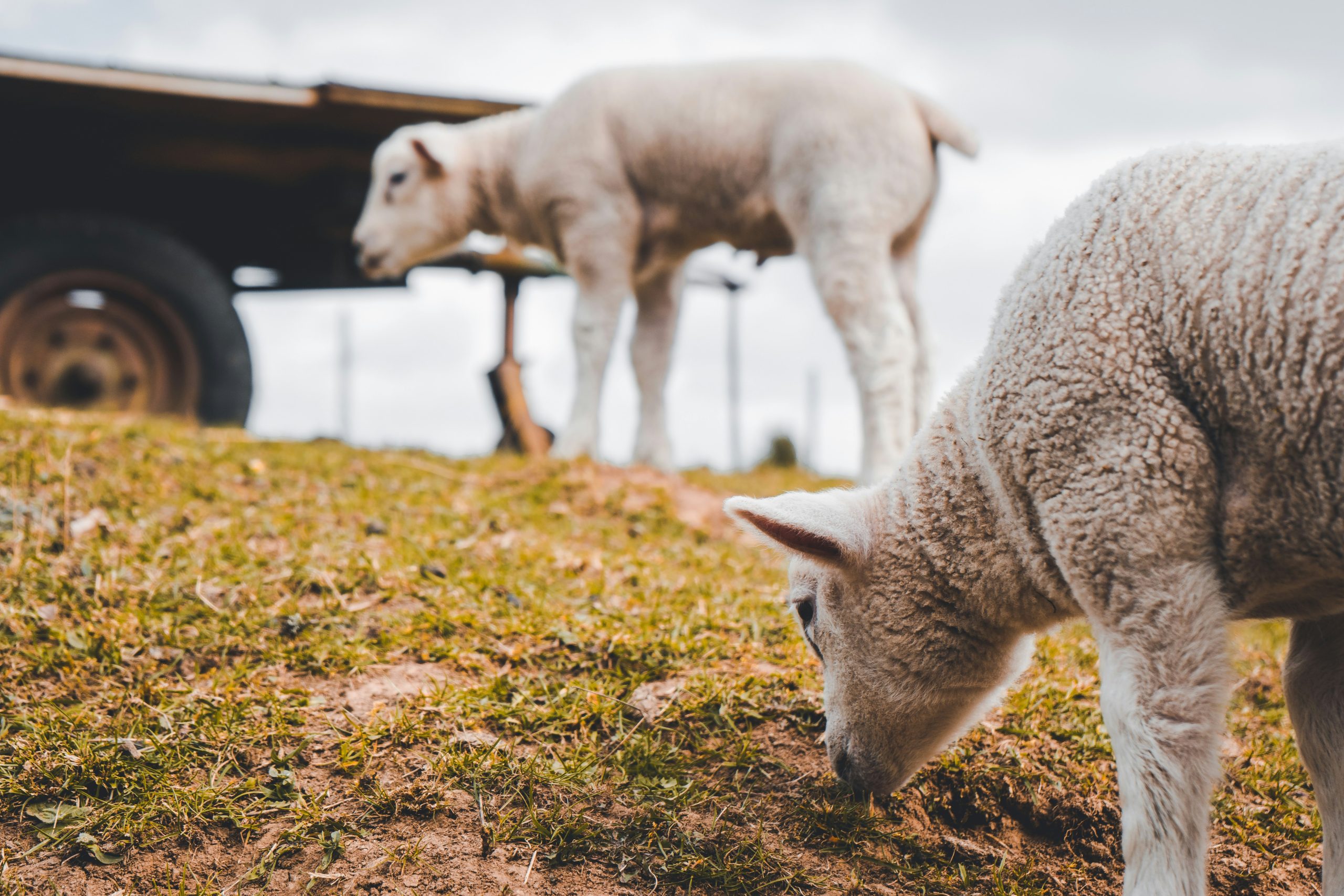 Foto de Julian Hochgesang en Unsplash
