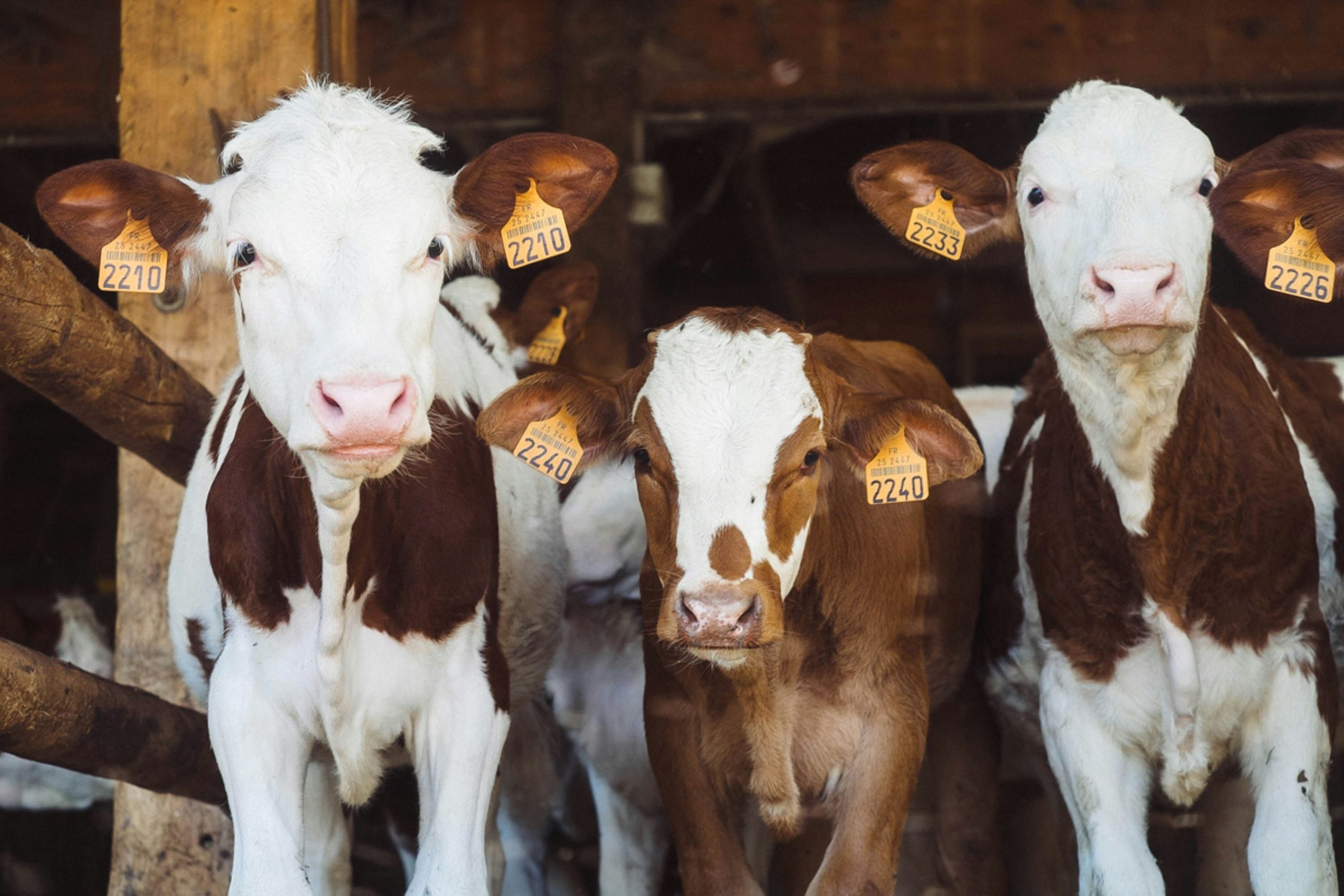 Foto de Annie Spratt en Unsplash